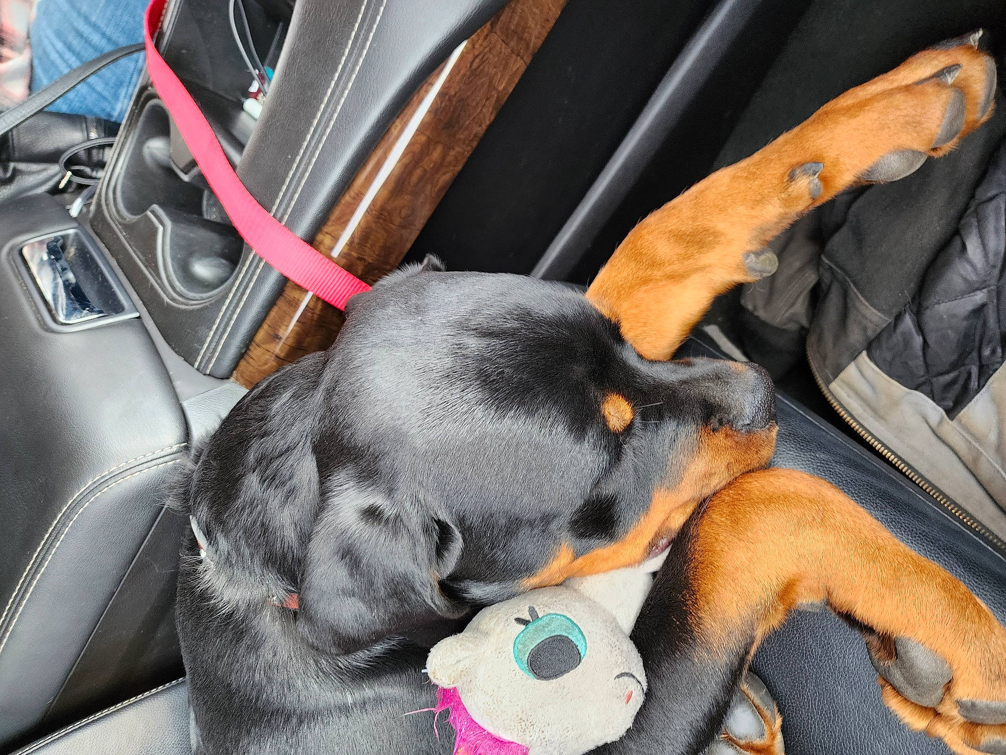 Tonka joined the competition — help win amazing prizes! auto_part, automotive_design, car_seat, car_seat_cover, carnivore, collar, comfort, companion_dog, dog, dog_breed, dog_supply, family_car, head_restraint, motor_vehicle, personal_luxury_car, snout, sporting_group, steering_wheel, vehicle, vehicle_door