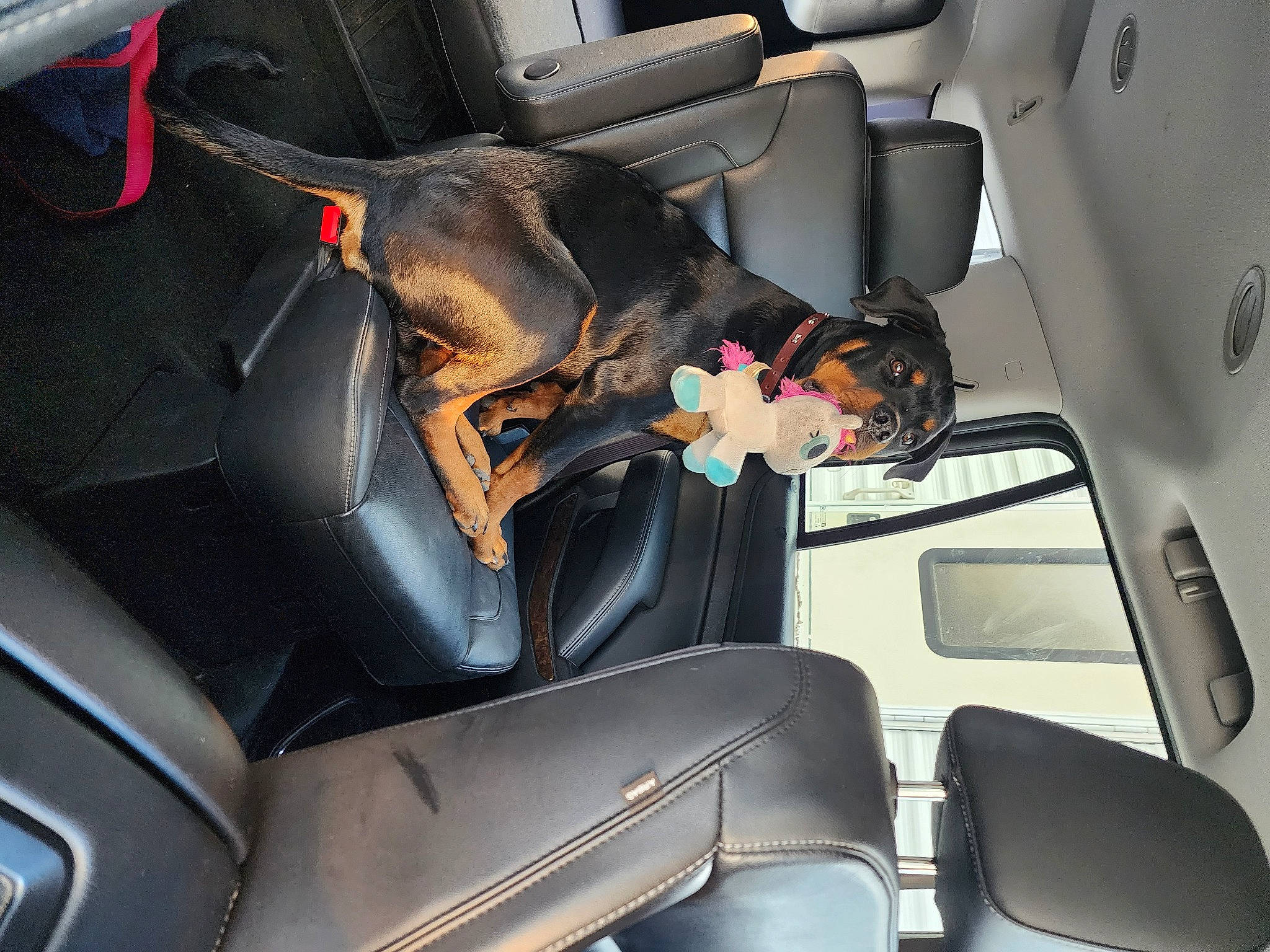 Tonka is registered to the contest to win money with this photo: armrest, auto_part, automotive_design, automotive_exterior, car, car_seat, car_seat_cover, family_car, head_restraint, mode_of_transport, motor_vehicle, personal_luxury_car, plant, seat_belt, steering_part, steering_wheel, sunglasses, vehicle, vehicle_door, window