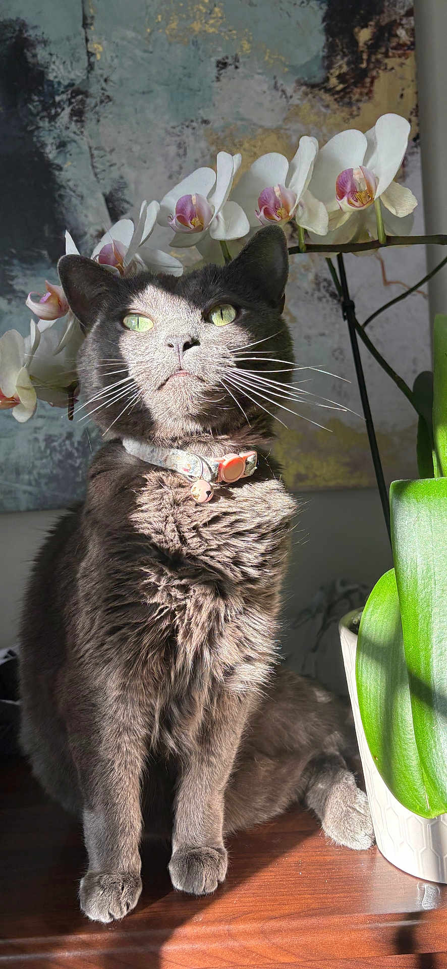 Bubz is registered to the contest to win money with this photo: cat, gray_cat, flower, orchid, plant, indoor, sunlight, wooden_surface, green_leaves, collar, pet, feline, portrait, sitting, whiskers, closeup, decor, art, nature, domestic_animal