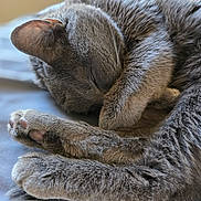 Bubz joined the competition — help win amazing prizes! cat, sleeping, gray_cat, fur, paw, cozy, closeup, indoor, pet, resting, cute, animal, whiskers, relaxing, soft, curled_up, napping, feline, bed, comfort