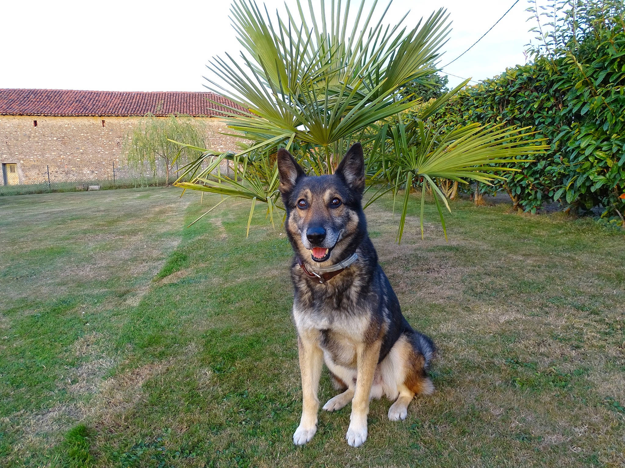 Rex participe au concours pour gagner de l'argent avec cette photo : arecales, canidae, carnivore, companion_dog, dog, dog_breed, garden, german_shepherd_dog, grass, herding_dog, house, landscape, old_german_shepherd_dog, plant, sky, snout, sporting_group, tail, tree, working_dog