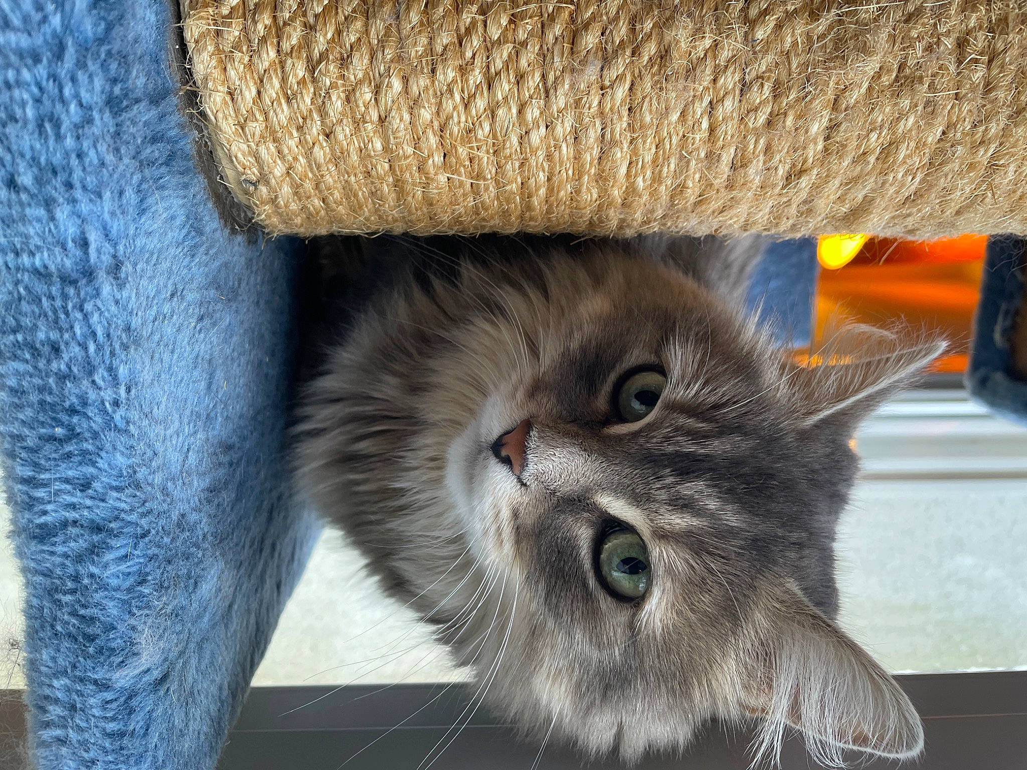 Ruby participe au concours pour gagner de l'argent avec cette photo : box, carnivore, cat, claw, domestic_short_haired_cat, felidae, flooring, fur, grey, hardwood, paw, small_to_medium_sized_cats, snout, tail, terrestrial_animal, whiskers, wood