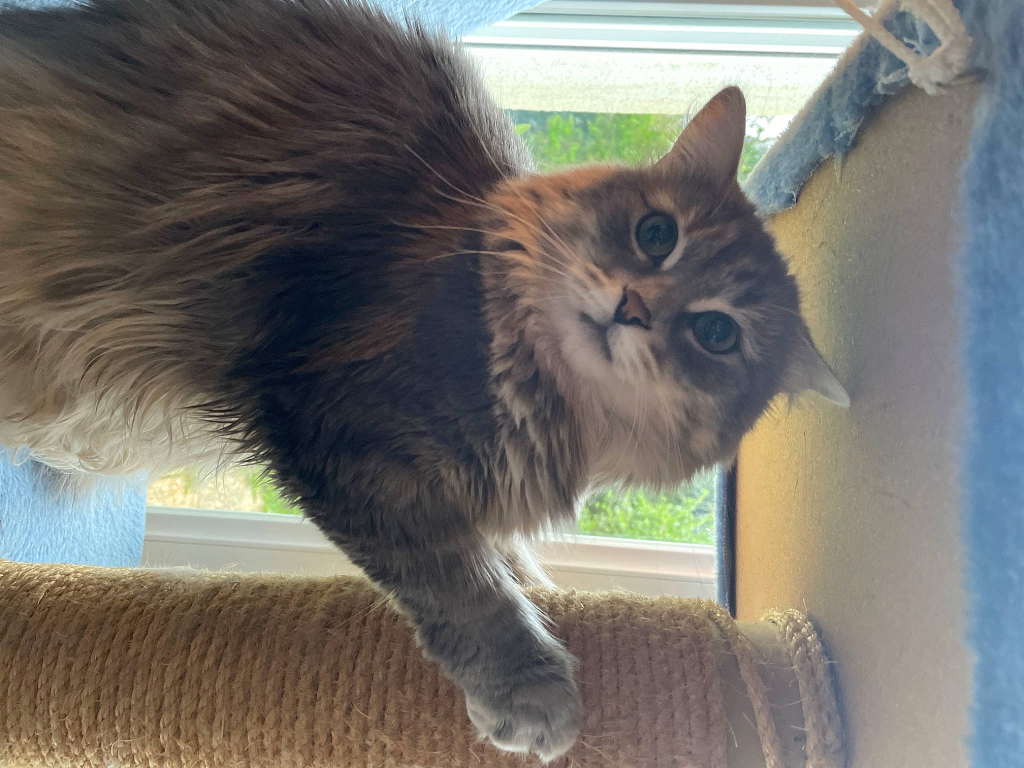 Ruby a rejoint le concours — aidez-le/la à gagner de superbes lots ! british_longhair, carnivore, cat, claw, domestic_short_haired_cat, fawn, felidae, fur, maine_coon, small_to_medium_sized_cats, snout, tail, terrestrial_animal, whiskers, window, wood