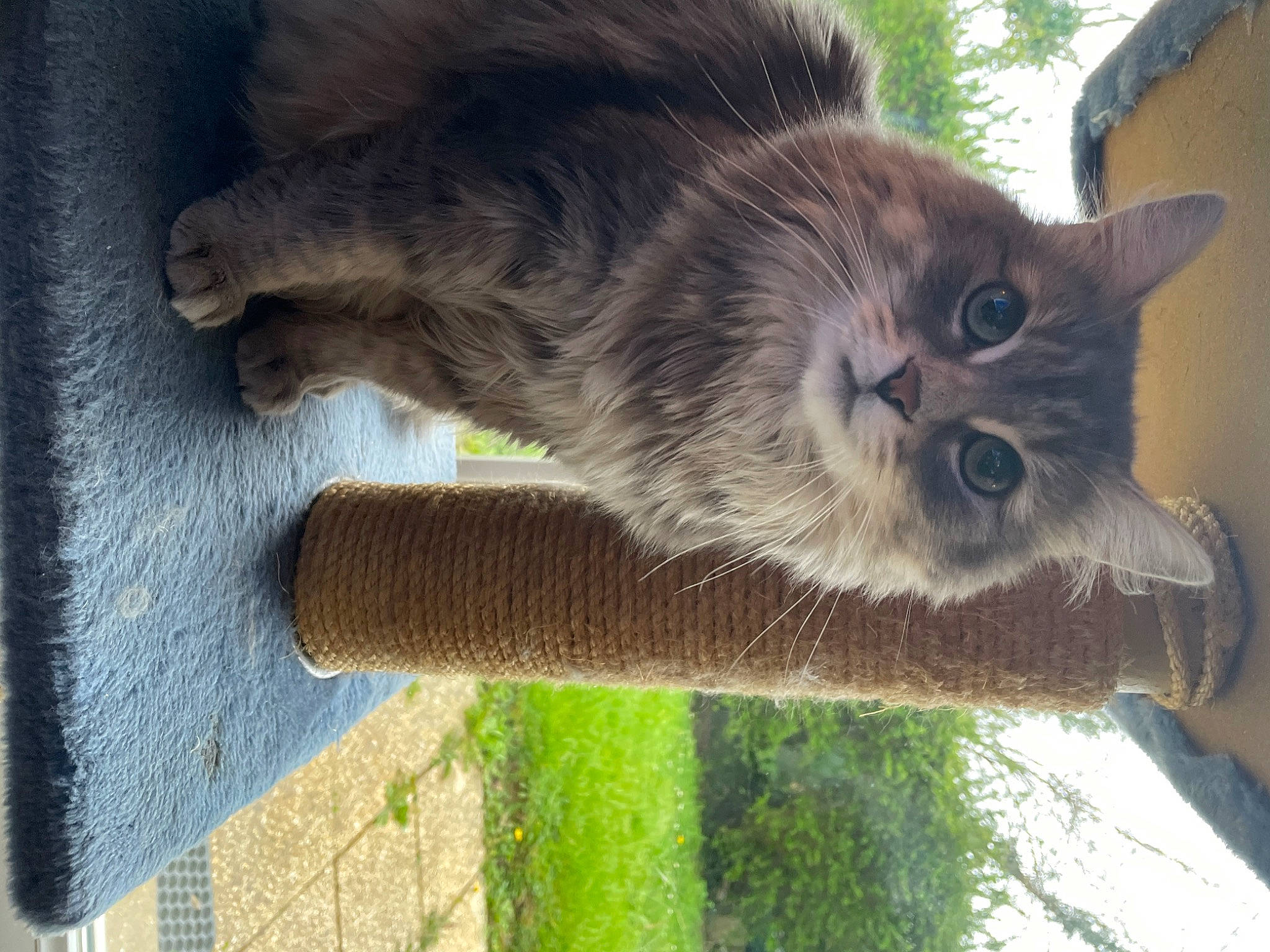 Ruby a rejoint le concours — aidez-le/la à gagner de superbes lots ! carnivore, cat, claw, domestic_short_haired_cat, fawn, felidae, fur, grass, organism, paw, plant, small_to_medium_sized_cats, snout, tail, terrestrial_animal, tree, whiskers, window, wood