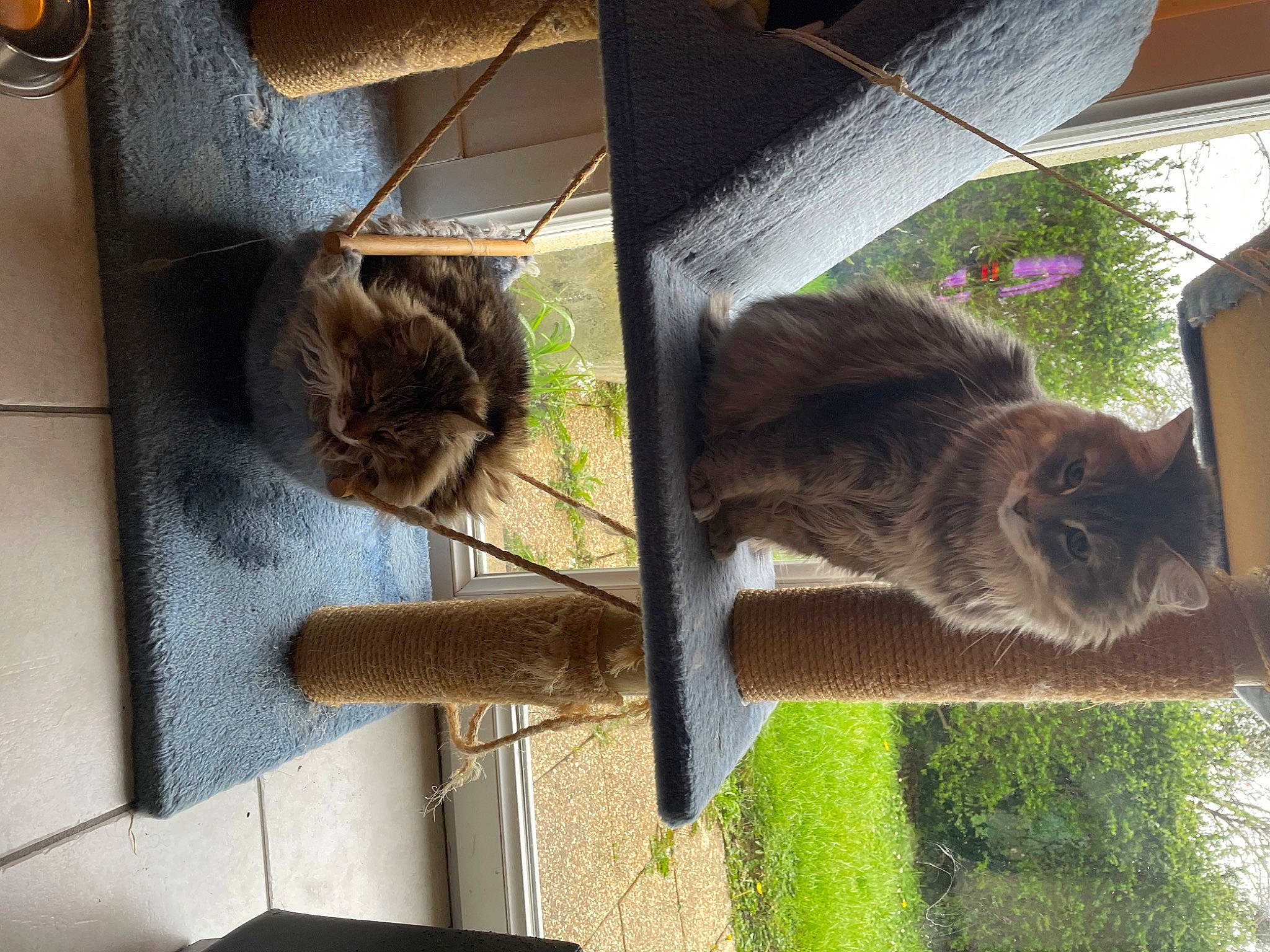 Ruby participe au concours pour gagner de l'argent avec cette photo : carnivore, cat, cat_supply, domestic_short_haired_cat, fawn, felidae, fur, grass, houseplant, organism, pet_supply, plant, small_to_medium_sized_cats, tail, terrestrial_animal, tree, trunk, whiskers, wildlife, wood