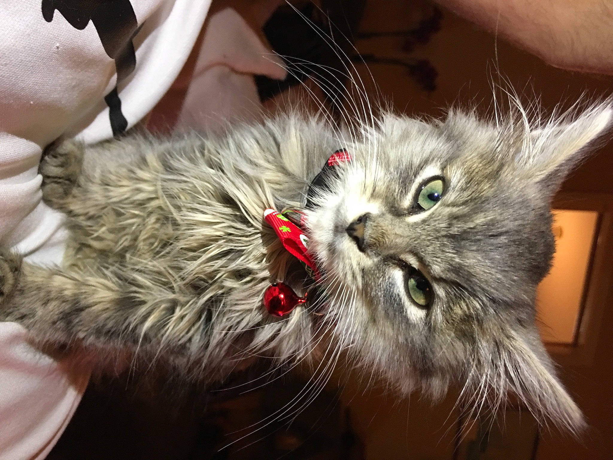 Ruby participe au concours pour gagner de l'argent avec cette photo : carnivore, cat, claw, felidae, fur, glasses, paw, plant, small_to_medium_sized_cats, tail, whiskers