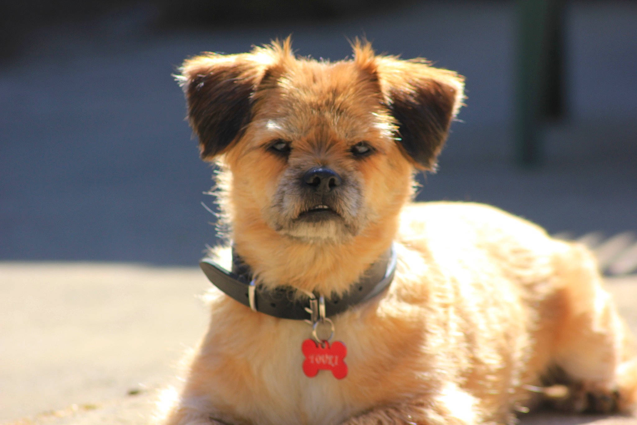 Youki a rejoint le concours — aidez-le/la à gagner de superbes lots ! border_terrier, cairn_terrier, canidae, carnivore, companion_dog, dog, dog_breed, fawn, griffon_bruxellois, mammal, morkie, norfolk_terrier, puppy, rare_breed_dog, small_terrier, snout, sporting_group, terrier, toy_dog, vertebrate