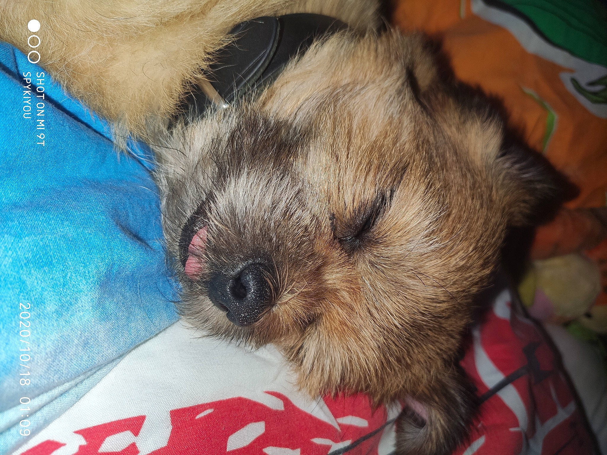 Youki participe au concours pour gagner de l'argent avec cette photo : border_terrier, cairn_terrier, canidae, carnivore, companion_dog, dog, dog_breed, glen_of_imaal_terrier, lhasa_apso, mammal, morkie, norwich_terrier, puppy, puppy_love, shih_tzu, snout, terrier, toy_dog