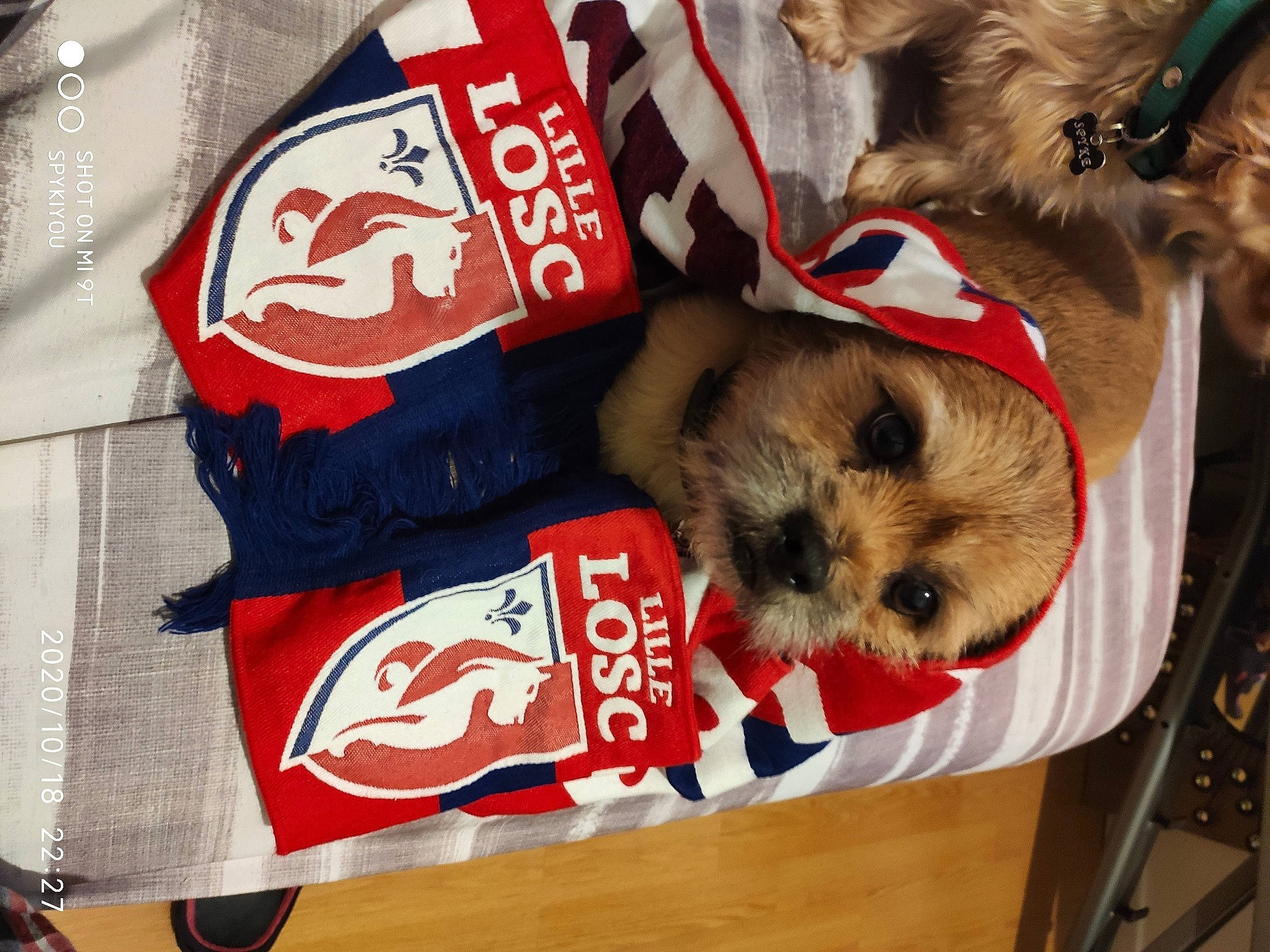 Youki a rejoint le concours — aidez-le/la à gagner de superbes lots ! border_terrier, canidae, carnivore, companion_dog, dog, dog_breed, dog_clothes, dog_supply, puppy, shih_tzu