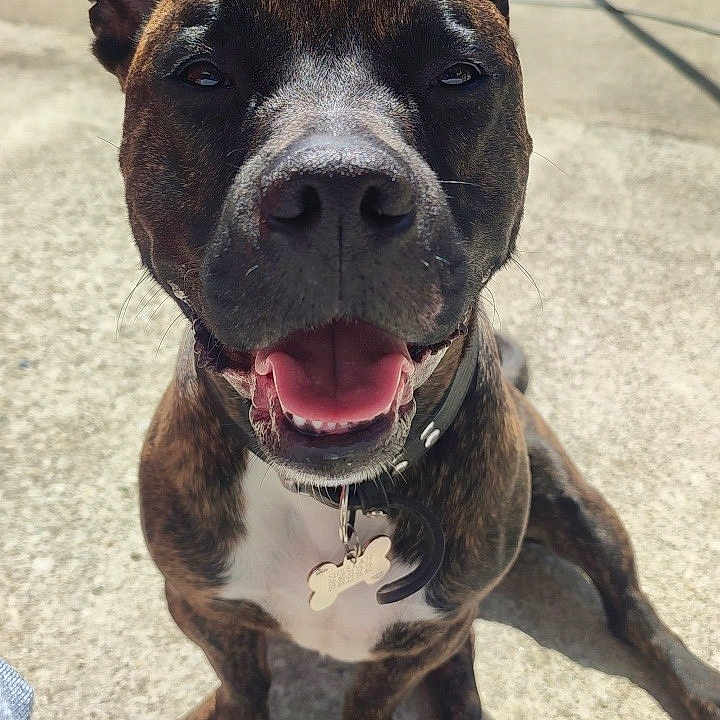 Sherkan participe au concours pour gagner de l'argent avec cette photo : animal, bodypart, boxer, bulldog, canine, city, dog, face, frenchbulldog, grass, head, mouth, person, pet, pitbull, plant, puppy, road, street, urban