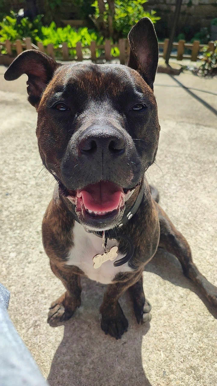 Sherkan participe au concours pour gagner de l'argent avec cette photo : animal, bodypart, boxer, bulldog, canine, city, dog, face, frenchbulldog, grass, head, mouth, person, pet, pitbull, plant, puppy, road, street, urban