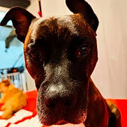 Sherkan participe au concours pour gagner de l'argent avec cette photo : animal, background, bed, black, blanket, blur, brown, canine, close_up, companion, curious, dog, ears, face, fur, indoor, pet, portrait, red, white