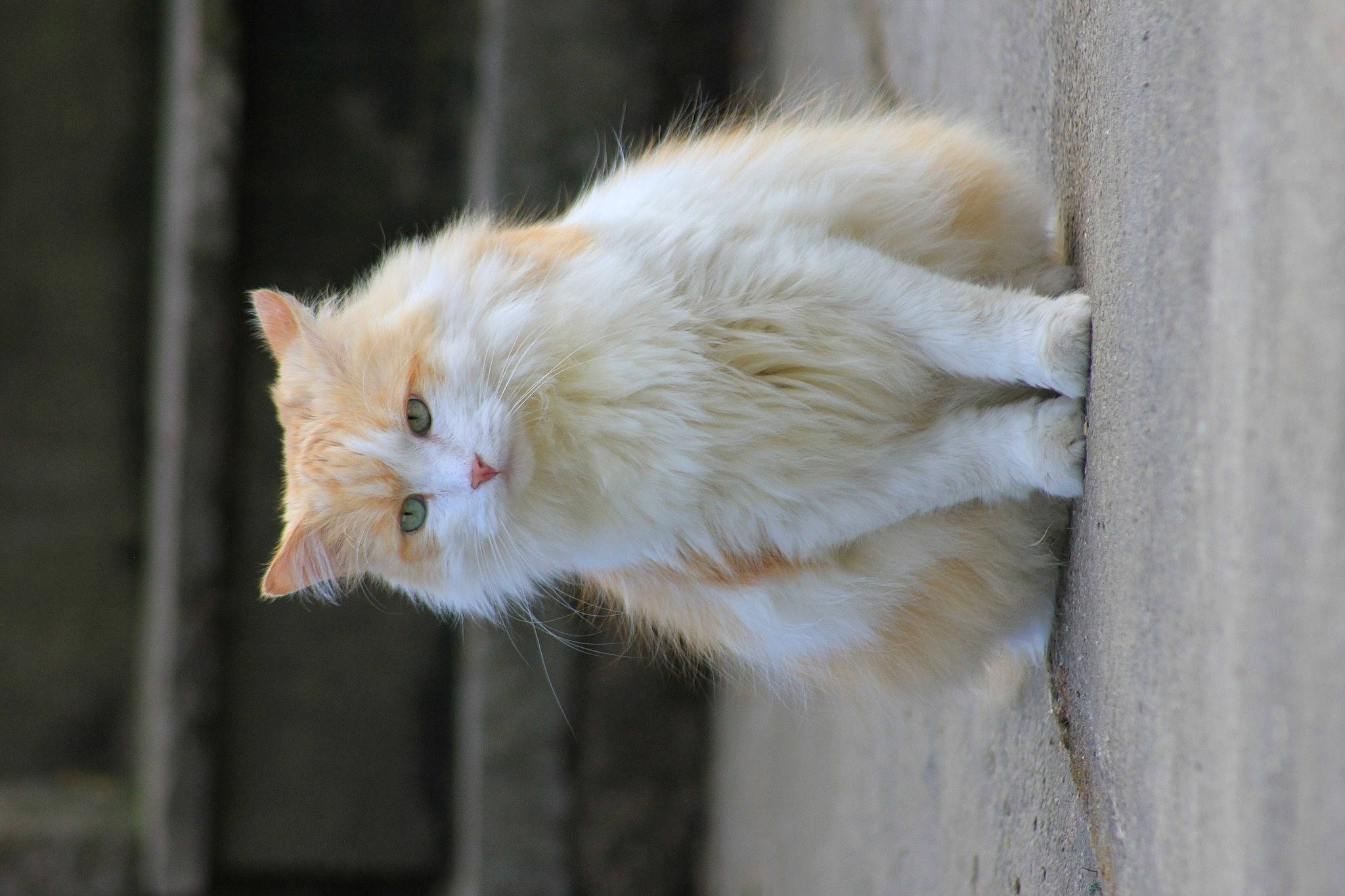 Speedy a rejoint le concours — aidez-le/la à gagner de superbes lots ! aegean_cat, carnivore, cat, fawn, felidae, fur, small_to_medium_sized_cats, snout, tail, turkish_angora, turkish_van, whiskers, white