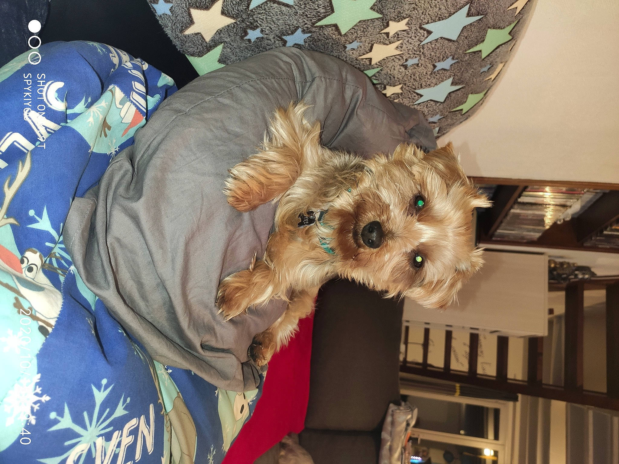 Spyke a rejoint le concours — aidez-le/la à gagner de superbes lots ! australian_terrier, canidae, carnivore, cockapoo, companion_dog, dog, dog_breed, mammal, morkie, norwich_terrier, puppy, rare_breed_dog, schnoodle, small_terrier, sporting_lucas_terrier, terrier, toy_dog, welsh_terrier, yorkipoo, yorkshire_terrier