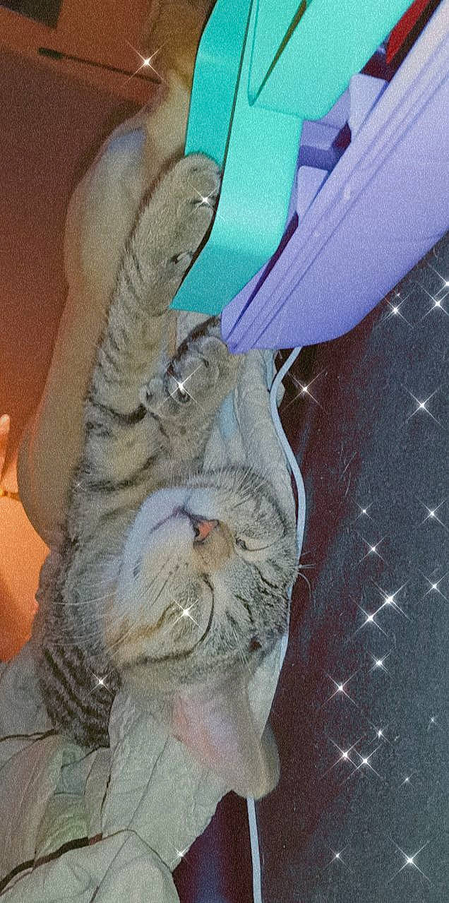 Shaggy joined the competition — help win amazing prizes! carnivore, cat, claw, comfort, domestic_short_haired_cat, electric_blue, fawn, felidae, foot, fur, gesture, human_leg, jaw, outdoor_shoe, paw, small_to_medium_sized_cats, snout, tail, toe, whiskers