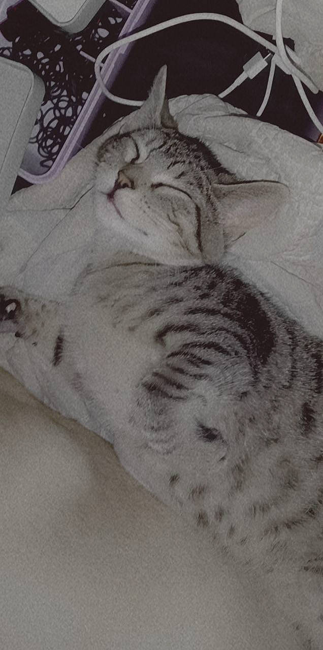 Shaggy joined the competition — help win amazing prizes! carnivore, cat, cat_bed, domestic_short_haired_cat, felidae, fur, pattern, paw, remote_control, small_to_medium_sized_cats, snout, snow, tail, whiskers