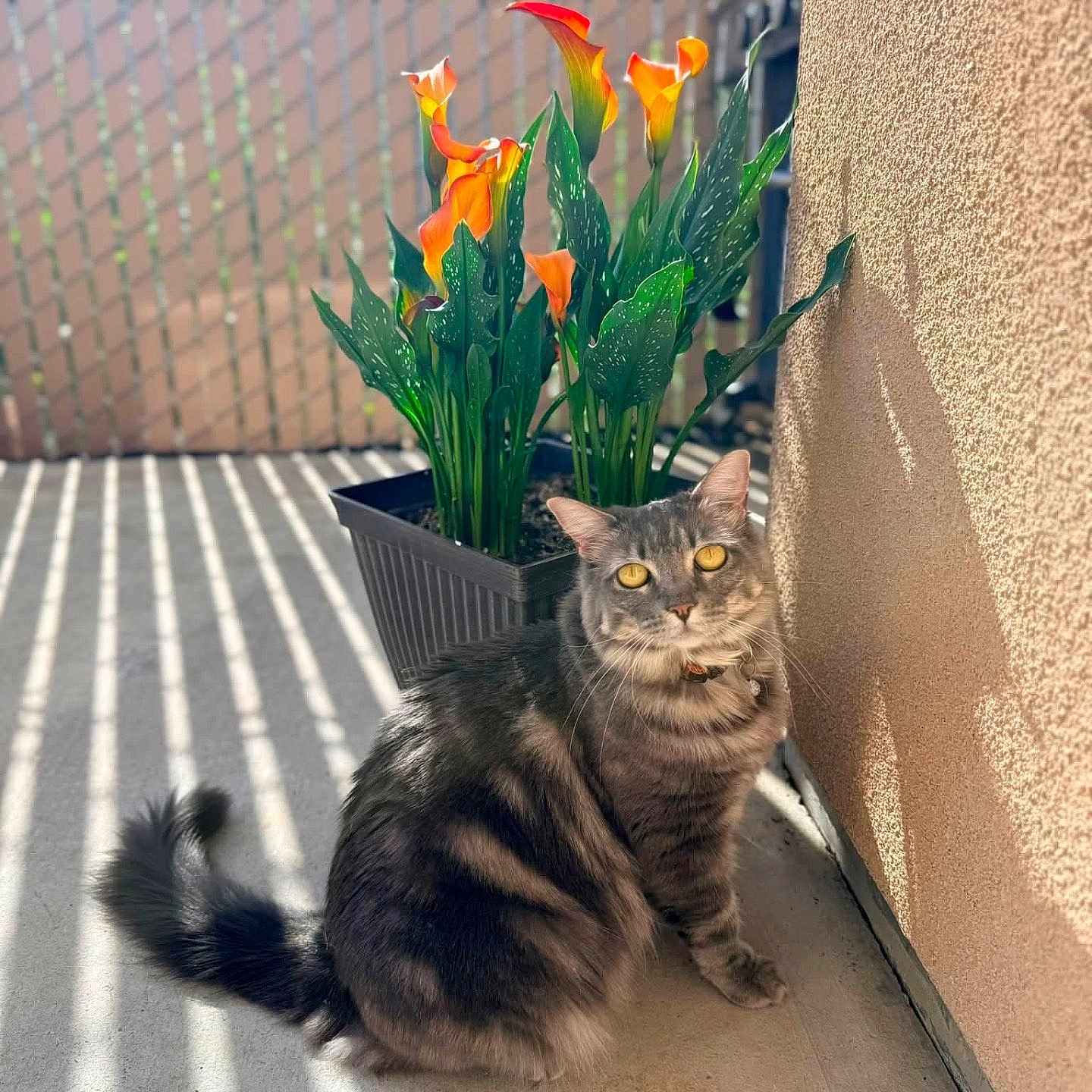 Minnie Mae is registered to the contest to win money with this photo: cat, tabby, flower_pot, calla_lilies, orange_flowers, sunlight, shadow_stripes, patio, outdoor, fence, wall, curious, sitting, yellow_eyes, fur, pet, plant, nature, daylight, relaxed