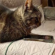 Wheezer joined the competition — help win amazing prizes! cat, charging_cable, close_up, comfortable, cozy, domestic_animal, fur, home, indoor, pet, phone_screen, quilted_blanket, relaxation, resting, side_view, sleepy, smartphone, tabby_cat, technology, whiskers