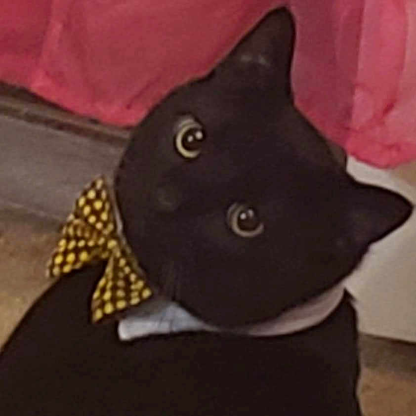 Mr.moush is registered to the contest to win money with this photo: black_cat, bombay, cap, carmine, carnivore, cat, costume_accessory, costume_hat, fashion_accessory, felidae, fish, fur, hat, pattern, plant, small_to_medium_sized_cats, tail, tree, whiskers