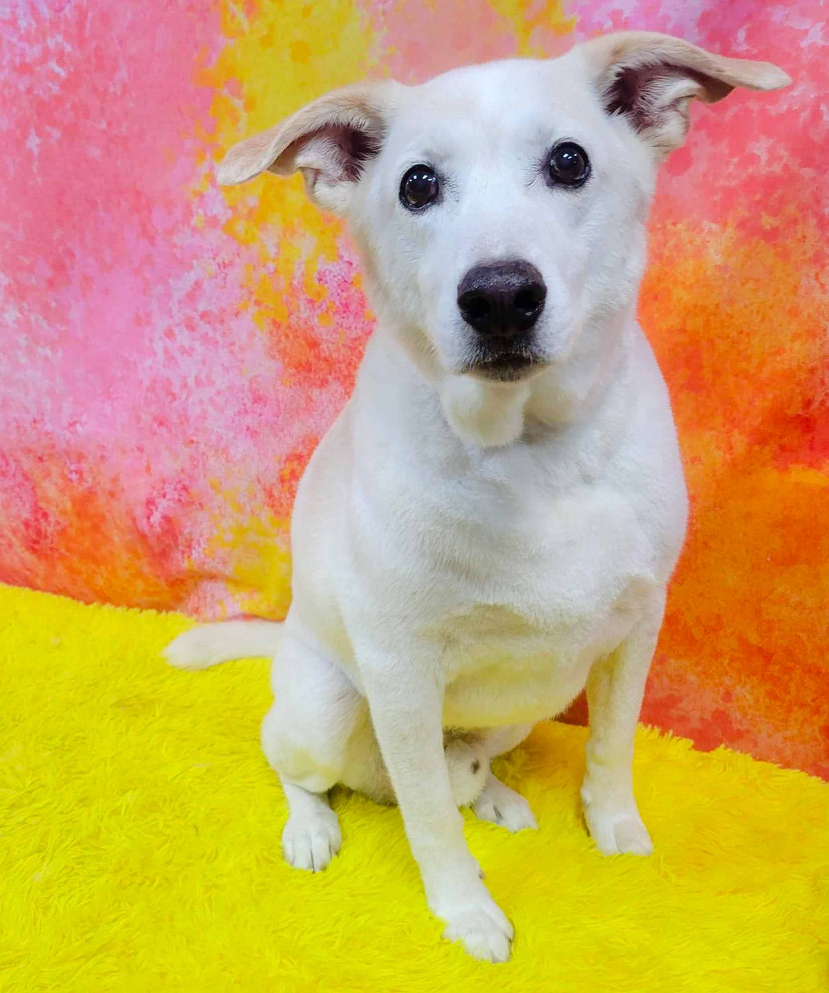 Biscuit joined the competition — help win amazing prizes! canidae, carnivore, collar, companion_dog, dog, dog_breed, dog_collar, dog_supply, fawn, happy, paint, paw, pet_supply, snout, sporting_group, tail, terrestrial_animal, toy_dog, whiskers, working_animal