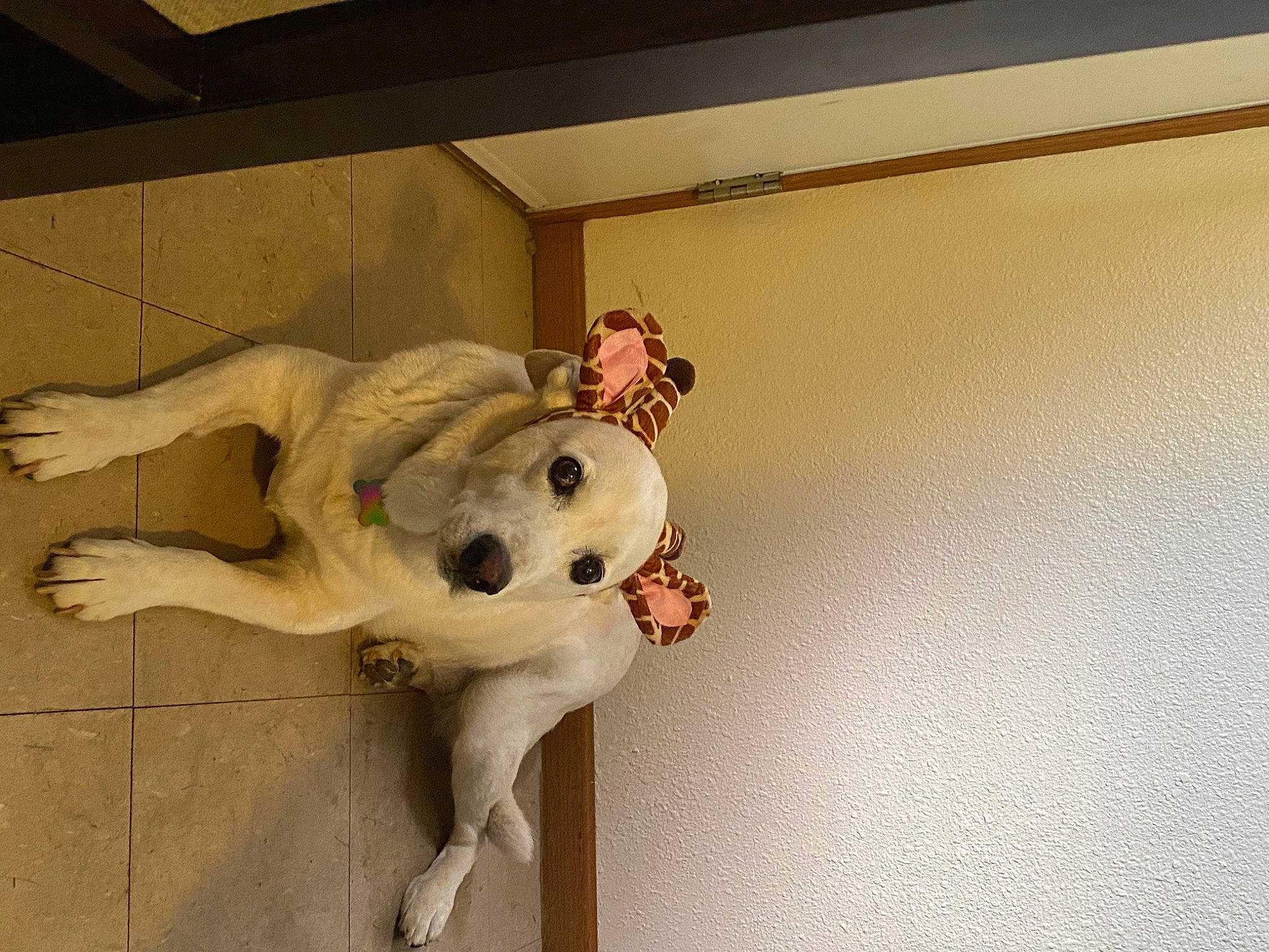 Biscuit joined the competition — help win amazing prizes! art, canidae, carnivore, companion_dog, dog, dog_breed, door, fawn, floor, flooring, fur, sculpture, snout, sporting_group, stuffed_toy, tail, toy, window, wood, working_animal