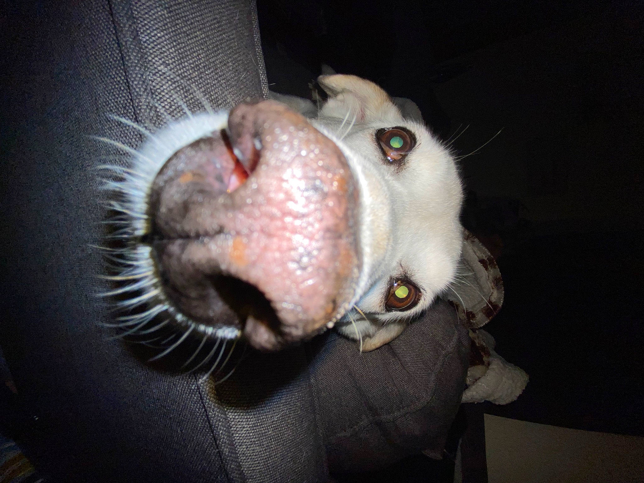 Biscuit joined the competition — help win amazing prizes! canidae, carnivore, collar, companion_dog, dog, dog_breed, fang, fur, non_sporting_group, snout, sporting_group, terrestrial_animal, whiskers, working_animal, wrinkle