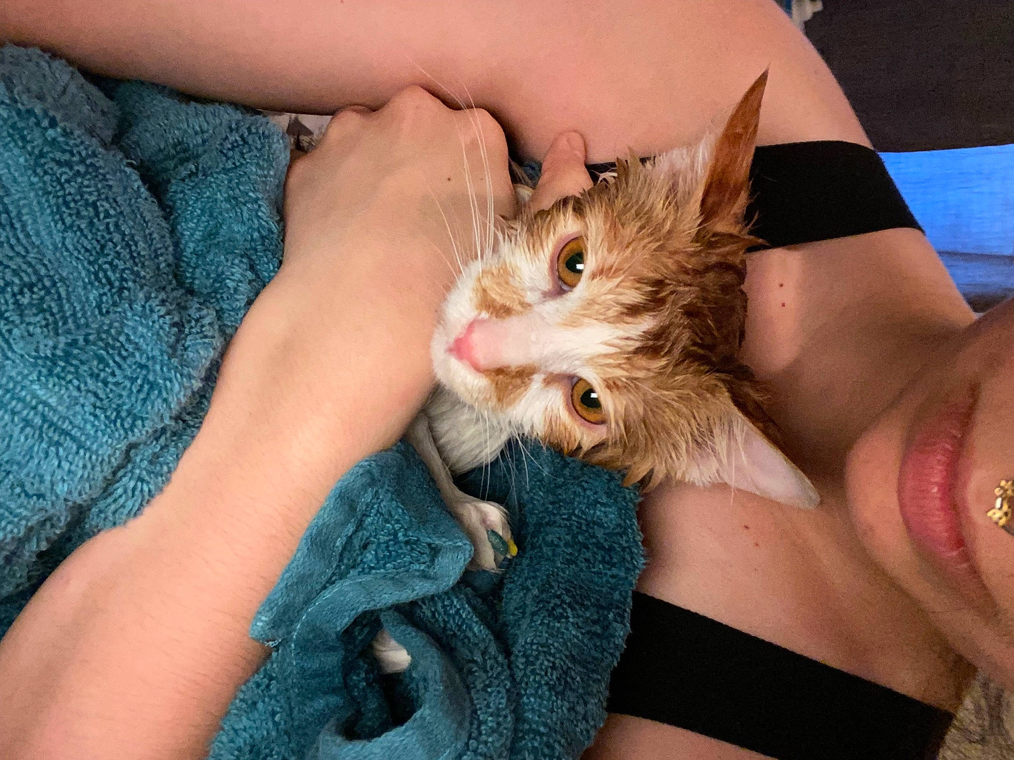 Orion is registered to the contest to win money with this photo: carnivore, cat, claw, domestic_short_haired_cat, electric_blue, fawn, felidae, finger, fur, gesture, hand, nail, paw, rodent, small_to_medium_sized_cats, snout, thumb, whiskers, wildlife_biologist, wrist