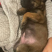 Athena a rejoint le concours — aidez-le/la à gagner de superbes lots ! puppy, dog, sleeping, blanket, cozy, fur, paw, resting, cute, pet, animal, relaxation, soft, brown, black, hand, indoors, closeup, comfort, nap