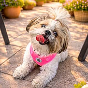 Princesa is registered to the contest to win money with this photo: dog, small_dog, pet, puppy, fluffy, long_hair, white_fur, brown_fur, tongue_out, happy, portrait, outdoor, patio, garden, flowers, flowerpots, sunlight, bandana, pink_accessory, sitting