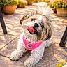 dog, small_dog, pet, puppy, fluffy, long_hair, white_fur, brown_fur, tongue_out, happy, portrait, outdoor, patio, garden, flowers, flowerpots, sunlight, bandana, pink_accessory, sitting