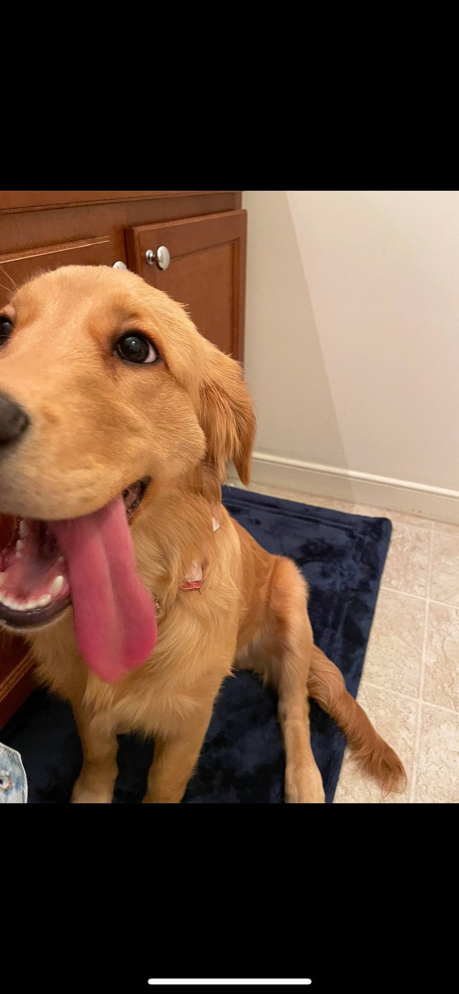 Lacey Sofia joined the competition — help win amazing prizes! canidae, carnivore, companion_dog, dog, dog_breed, dog_supply, ear, fawn, flooring, fur, golden_retriever, happy, pet_supply, retriever, snout, sporting_group, tail, whiskers, wood, working_animal