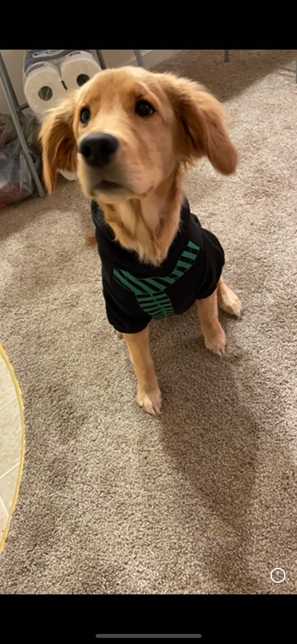 Lacey Sofia joined the competition — help win amazing prizes! adventure, canidae, carnivore, companion_dog, dog, dog_breed, dog_clothes, dog_supply, fawn, flooring, foot, fur, leash, puppy, snout, sporting_group, toy_dog, whiskers, wood, working_animal