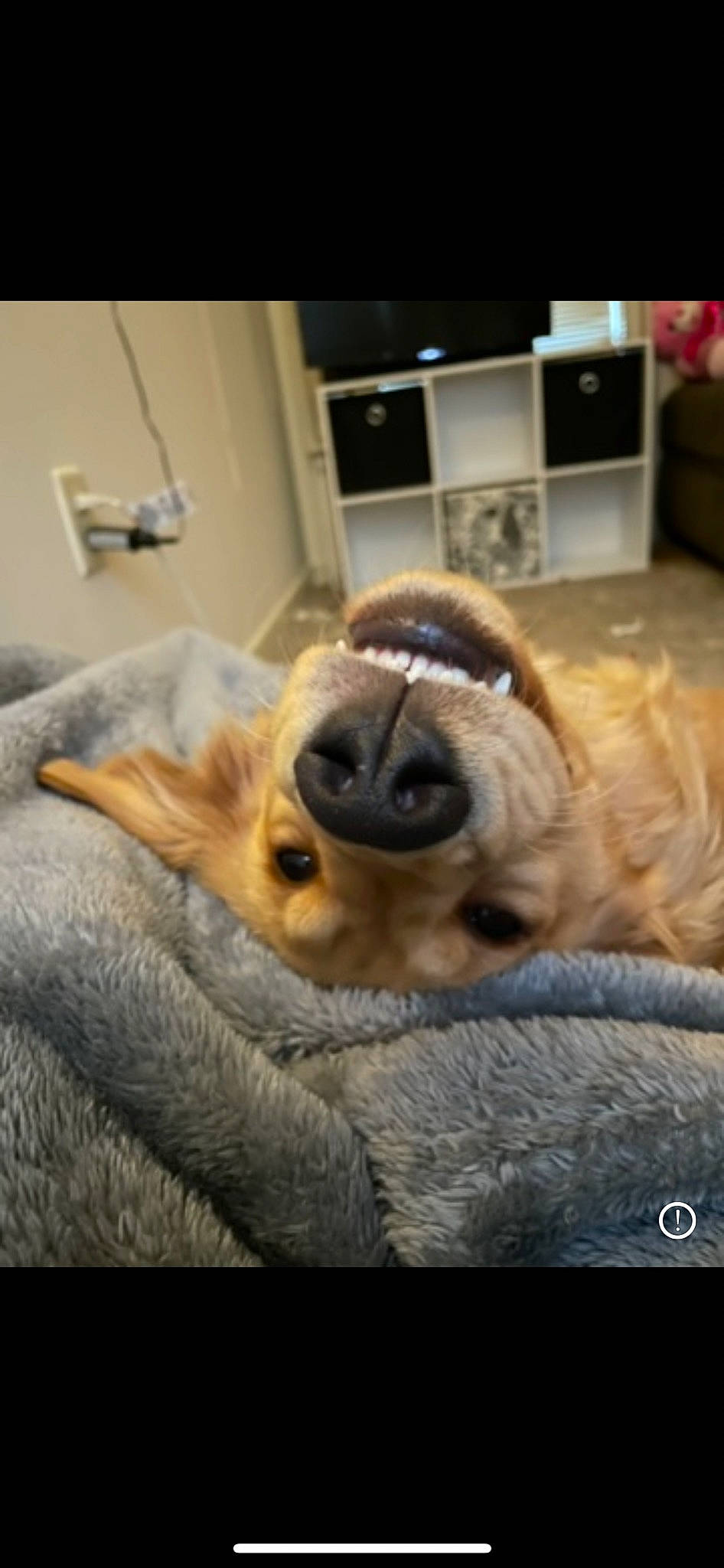 Lacey Sofia is registered to the contest to win money with this photo: canidae, carnivore, comfort, companion_dog, dog, dog_breed, fawn, fur, linens, non_sporting_group, paw, pug, puppy, snout, sporting_group, terrestrial_animal, toy_dog, whiskers, working_animal, wrinkle