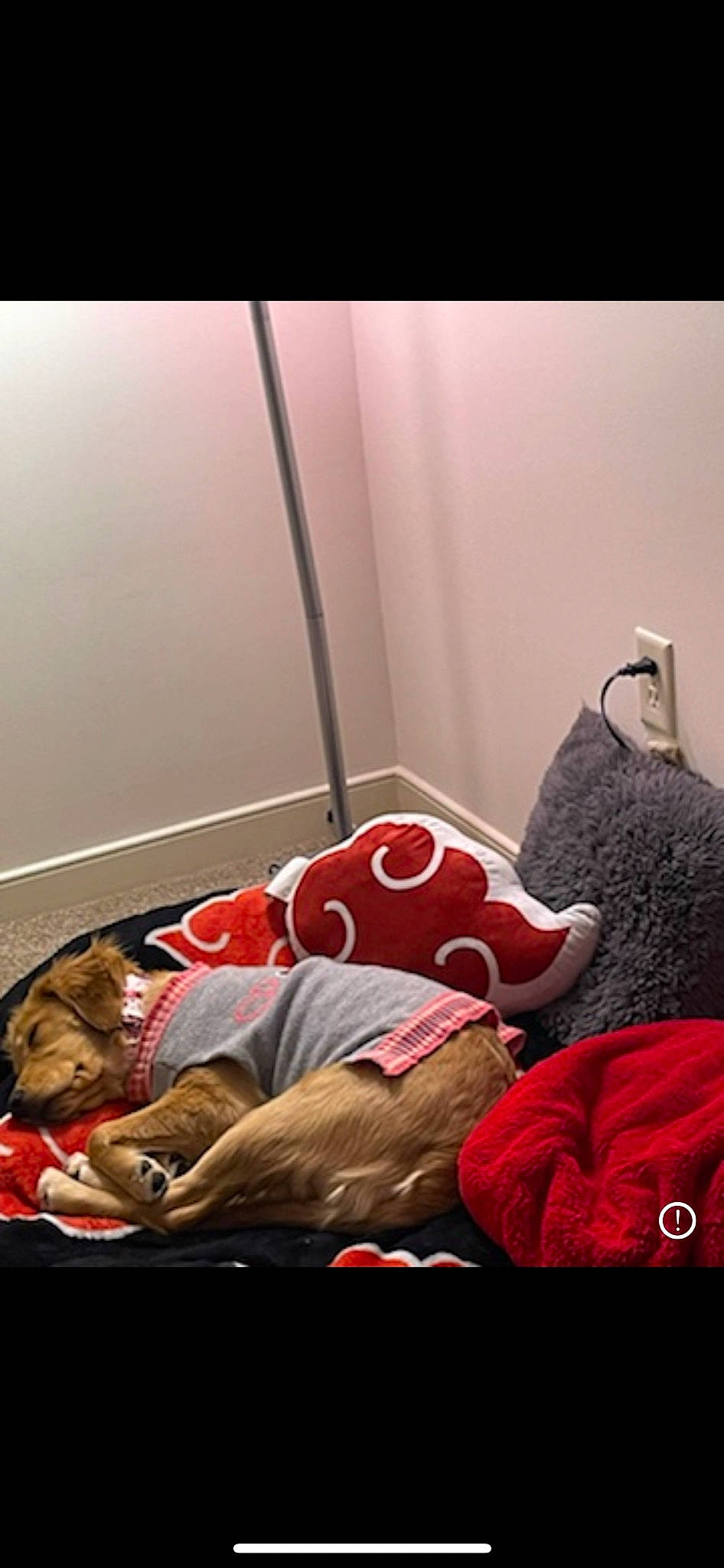 Lacey Sofia joined the competition — help win amazing prizes! bed, bed_sheet, bedding, bedroom, chair, comfort, flesh, flooring, fur, house, human_leg, knee, lamp, linens, magenta, nap, room, sitting, textile, throw_pillow