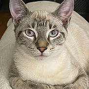 Marbles is registered to the contest to win money with this photo: cat, blue_eyes, fur, close_up, pet, animal, whiskers, ears, paws, blanket, cozy, indoor, cute, relaxed, looking_at_camera, resting, domestic_cat, mammal, tabby, soft_texture