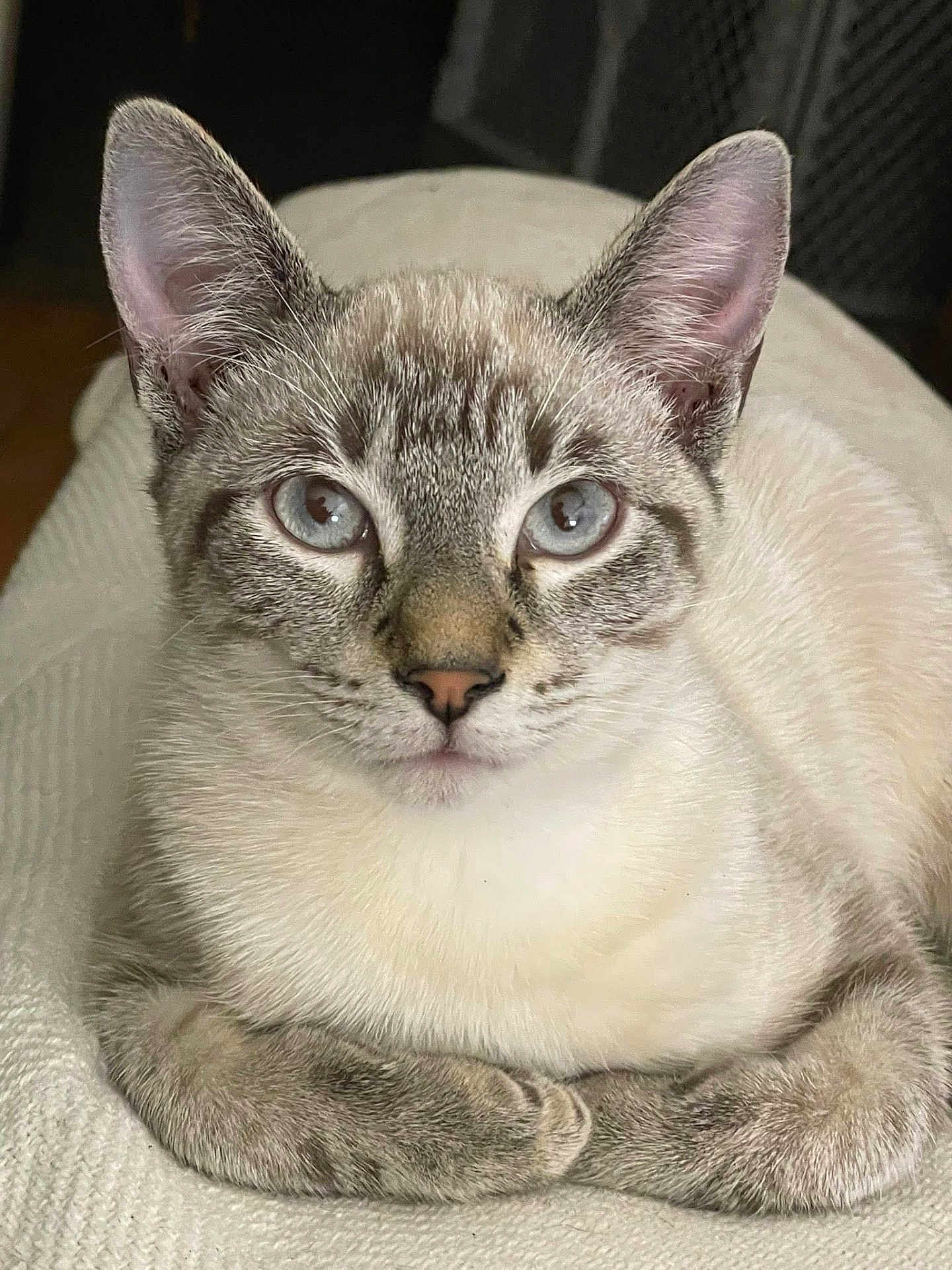 Marbles is registered to the contest to win money with this photo: cat, blue_eyes, fur, close_up, pet, animal, whiskers, ears, paws, blanket, cozy, indoor, cute, relaxed, looking_at_camera, resting, domestic_cat, mammal, tabby, soft_texture