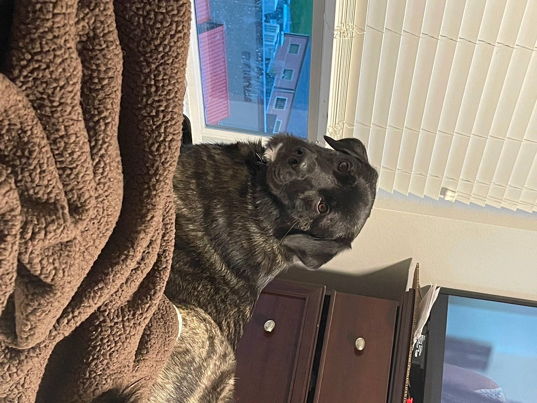 Blakely joined the competition — help win amazing prizes! art, carnivore, dog, dog_breed, domestic_short_haired_cat, fawn, felidae, fur, room, sculpture, small_to_medium_sized_cats, snout, sporting_group, statue, tail, terrestrial_animal, whiskers, window, wood, wrinkle