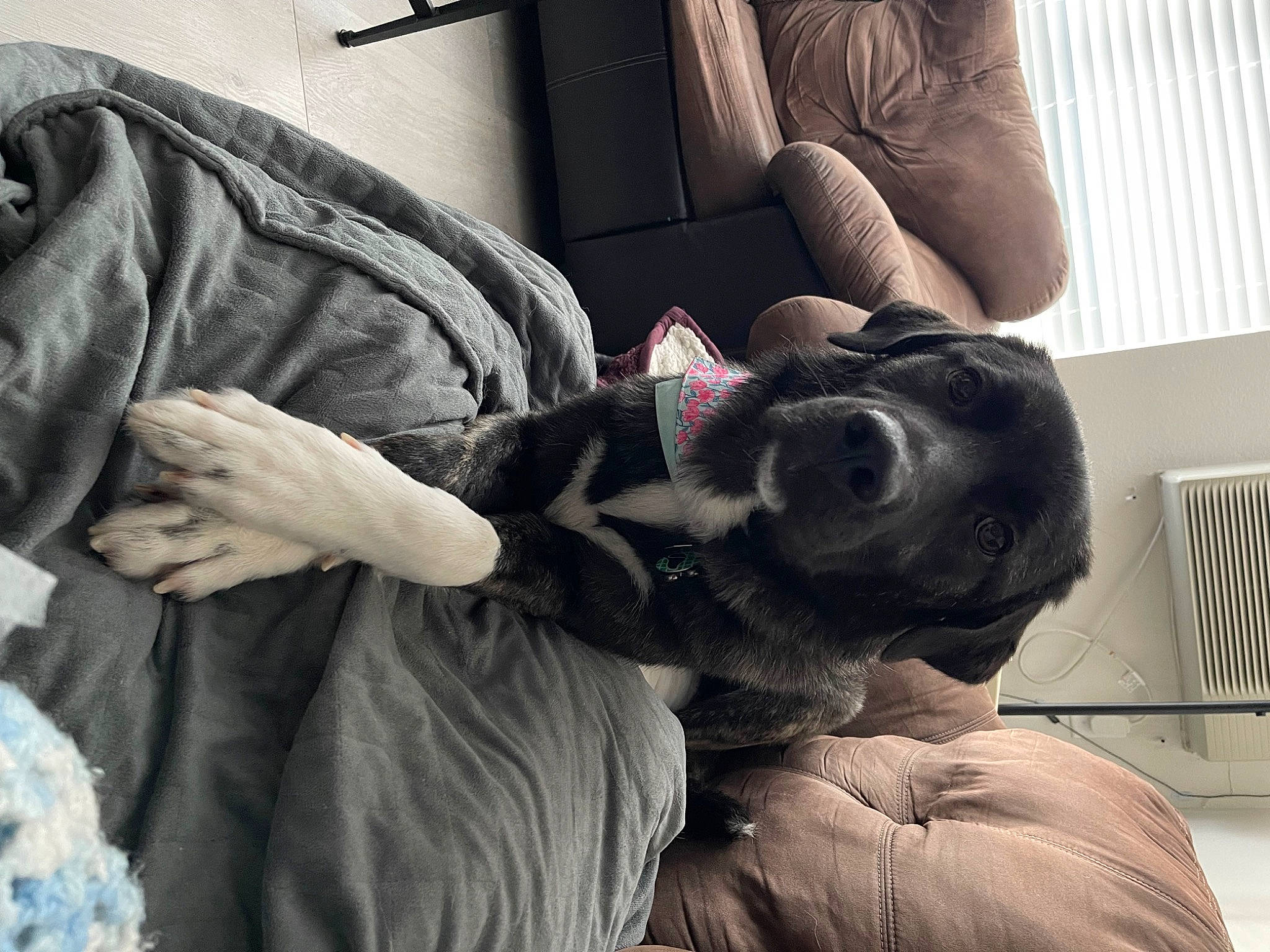 Blakely is registered to the contest to win money with this photo: carnivore, comfort, companion_dog, couch, dog, dog_breed, elbow, eyewear, fawn, fur, gesture, grey, guard_dog, human_leg, knee, sitting, snout, thigh, whiskers, wrinkle