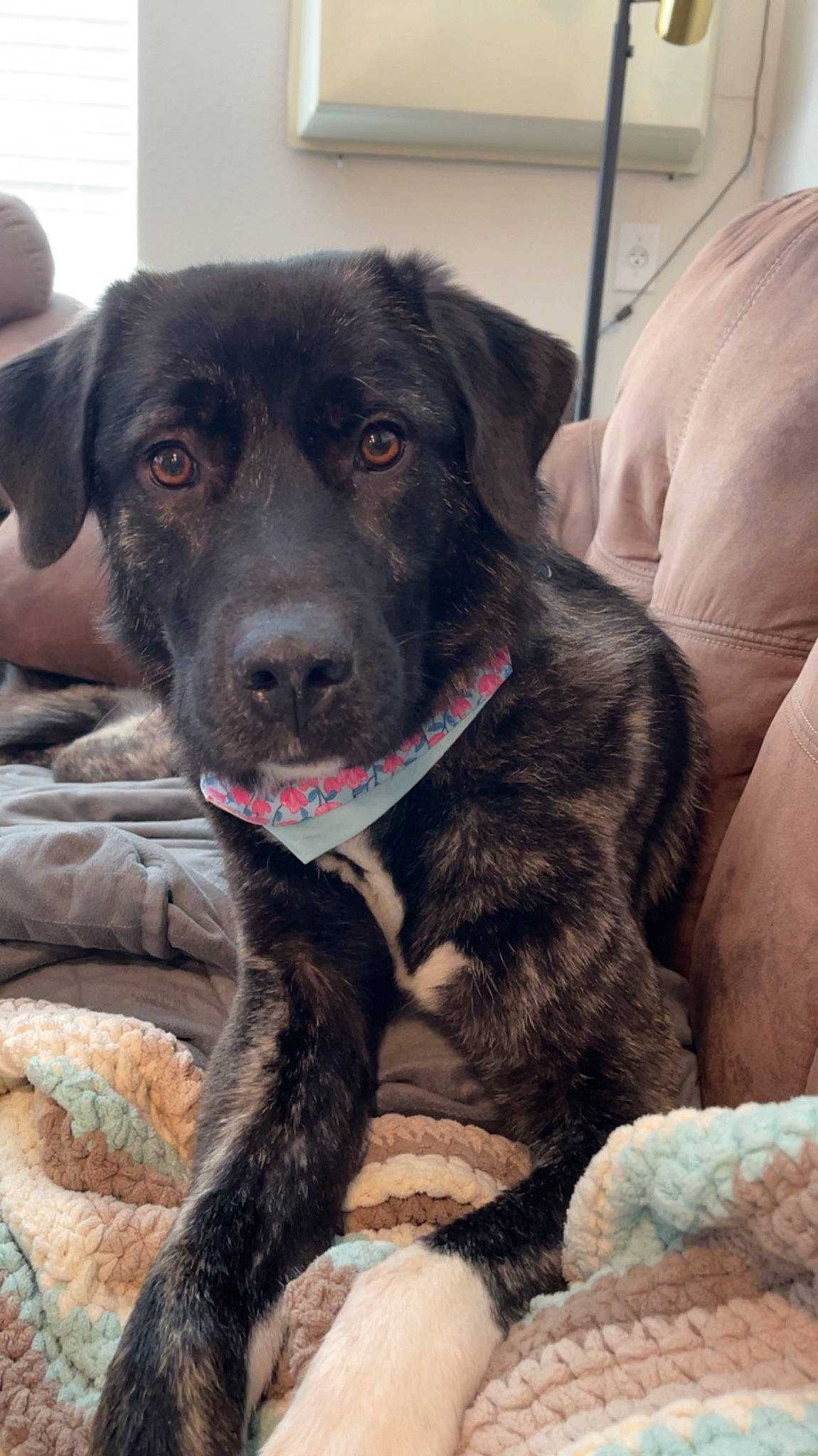 Blakely is registered to the contest to win money with this photo: borador, carnivore, collar, comfort, companion_dog, dog, dog_breed, dog_collar, fur, guard_dog, gun_dog, leash, retriever, sporting_group, whiskers, working_animal