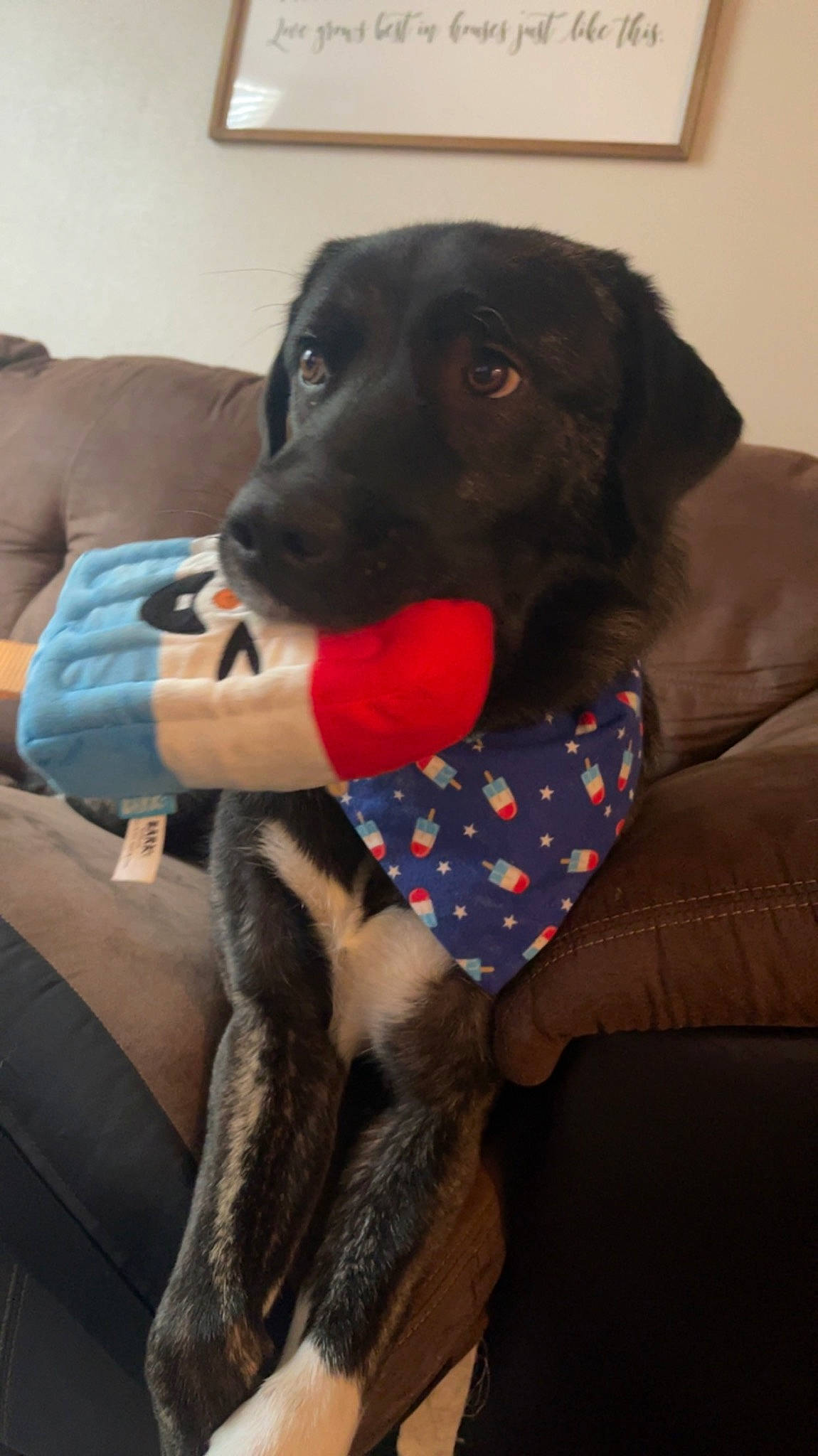 Blakely is registered to the contest to win money with this photo: borador, canidae, carnivore, collar, comfort, companion_dog, couch, dog, dog_breed, dog_collar, dog_supply, fawn, fur, guard_dog, pet_supply, retriever, snout, sporting_group, whiskers, working_animal