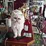Momo is registered to the contest to win money with this photo: cat, white_cat, persian_cat, furniture, kitchen, counter, vintage_decor, lamp, chair, curtains, glass_cabinet, table, household_items, red_lantern, paper_towel, indoor, pet, fluffy, decor, living_room