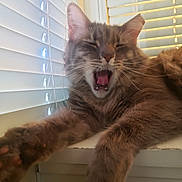 Chompa joined the competition — help win amazing prizes! cat, feline, yawning, stretching, fluffy, paw, window, blinds, indoor, pet, whiskers, fur, mouth_open, relaxed, sleepy, animal, cute, closeup, domestic_cat, resting