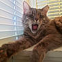 cat, feline, yawning, stretching, fluffy, paw, window, blinds, indoor, pet, whiskers, fur, mouth_open, relaxed, sleepy, animal, cute, closeup, domestic_cat, resting