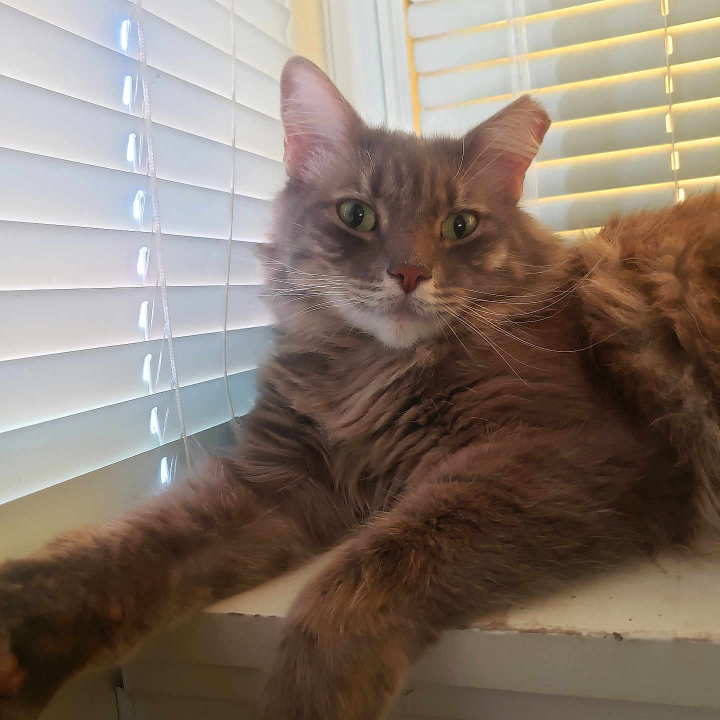 Chompa is registered to the contest to win money with this photo: animal, blinds, brown, calm, cat, close_up, curious, feline, fluffy, fur, green_eyes, indoor, laying, paws, pet, relaxed, stretching, whiskers, window, windowsill