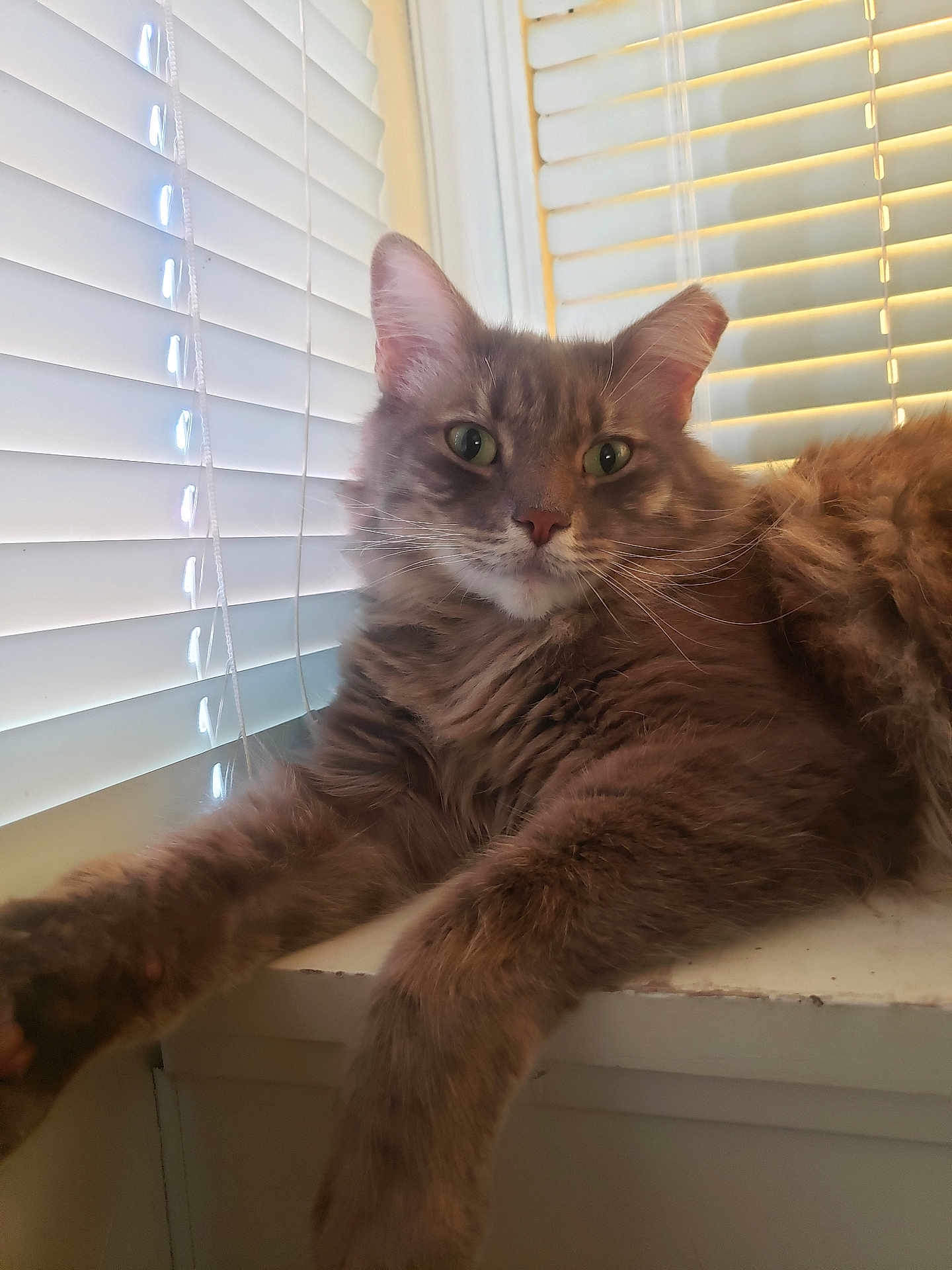 Chompa is registered to the contest to win money with this photo: cat, feline, pet, fluffy, brown, window, windowsill, blinds, stretching, paws, relaxed, indoor, animal, whiskers, fur, green_eyes, close_up, laying, curious, calm