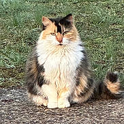 Olive joined the competition — help win amazing prizes! animal, calico, calm, cat, cute, ears, eyes, feline, fluffy, fur, grass, majestic, nature, outdoor, path, pet, quiet, sitting, tail, whiskers