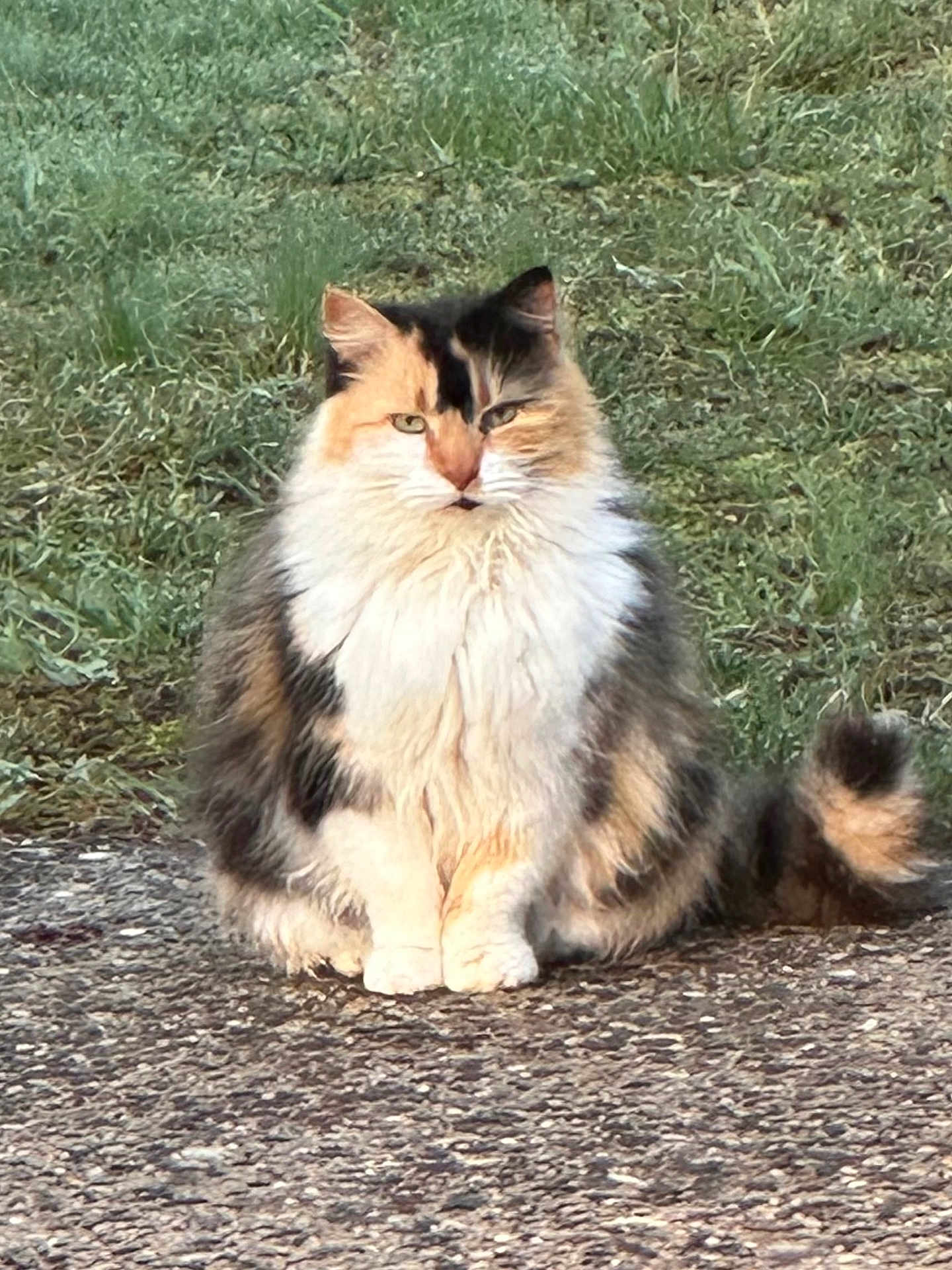 Olive joined the competition — help win amazing prizes! animal, calico, calm, cat, cute, ears, eyes, feline, fluffy, fur, grass, majestic, nature, outdoor, path, pet, quiet, sitting, tail, whiskers