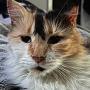 Olive is registered to the contest to win money with this photo: bedding, calico_cat, cat, close_up, cozy, ears, eyes, face, feline, fluffy_fur, fur_texture, indoor, long_hair, muzzle, nose, pet, portrait, relaxed, sleepy, whiskers