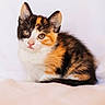 adorable, animal, calico, cat, cute, domestic, ears, eyes, feline, fluffy, furry, indoor, kitten, pet, portrait, sitting, small, soft, whiskers, young