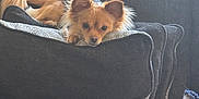 Bailey is registered to the contest to win money with this photo: animal, armchair, blanket, canine, chair, cockerspaniel, couch, cushion, dog, furniture, homedecor, indoors, interiordesign, linen, papillon, person, pet, puppy, sleeping, terrier